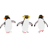 Penguins Rock jumping (trio)