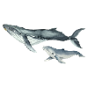 Whales
