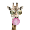 Cool giraffe