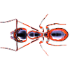 ant