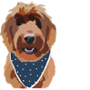 Goldendoodle avec inscription