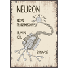 Neuron