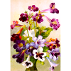Violets