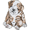 ENGLISH BULLDOG watercolour illustration