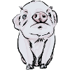 bébé cochon