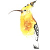 Wiedehopf Ornithologist