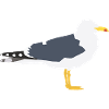 lesser black-backed gull