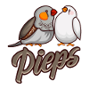 Pinsons zèbres PIEPS Pinsons