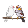 Zèbrefink Magnifiques amoureux des oiseaux