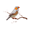Zebrafinch Zebra finches magnificent finches bird lovers