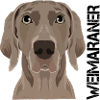 Weimaraner Sticker Stickers