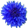 Bleuets