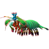 mantis shrimp