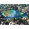 Bunter Fisch mit Korallen