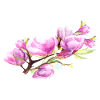 Magnolia Spring Flower Summer