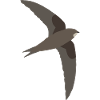 common swift