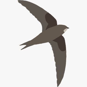 Mauersegler
