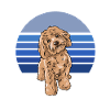 Cockapoo Bleu Rétro
