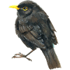 blackbird