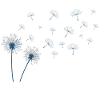 Dandelion in blue