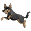 Sporthund - Kelpie - Schwarz Feuer