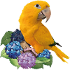 Guaruba Macaw