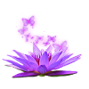 Lotus flower