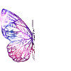 Papillon Papillon