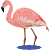 Flora Flamingo