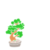 Bonsai Tree