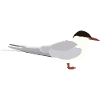 Arctic tern
