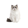 Ragdoll Cats Mom