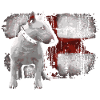 English Bullterrier Love