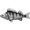 La perch