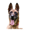Belgisk hyrdehund I Mechelaar I Malinois