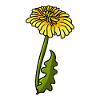 dandelion