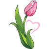Pink tulip