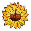 Wüste und Sonnenblume
