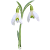 snowdrop