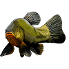 tench