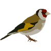 goldfinch