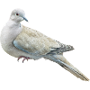 Dove Bird Gift