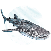 requin baleine
