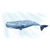 sperm whale2