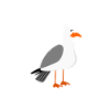 Kiel Spruch Witz Möwe