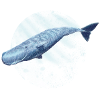 sperm whale1
