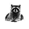 Raccoon Racoon Animal Gift Ferret Marten