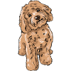 Chien Cockapoo