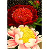 Francis flowers