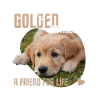 Golden retriever, funny saying